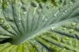 Hosta